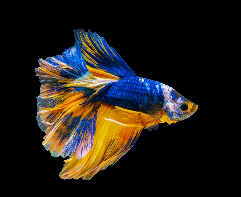 Best Tank Mates for Betta Fish: Creating a Harmonious Aquarium –  TheMollyMattBlog